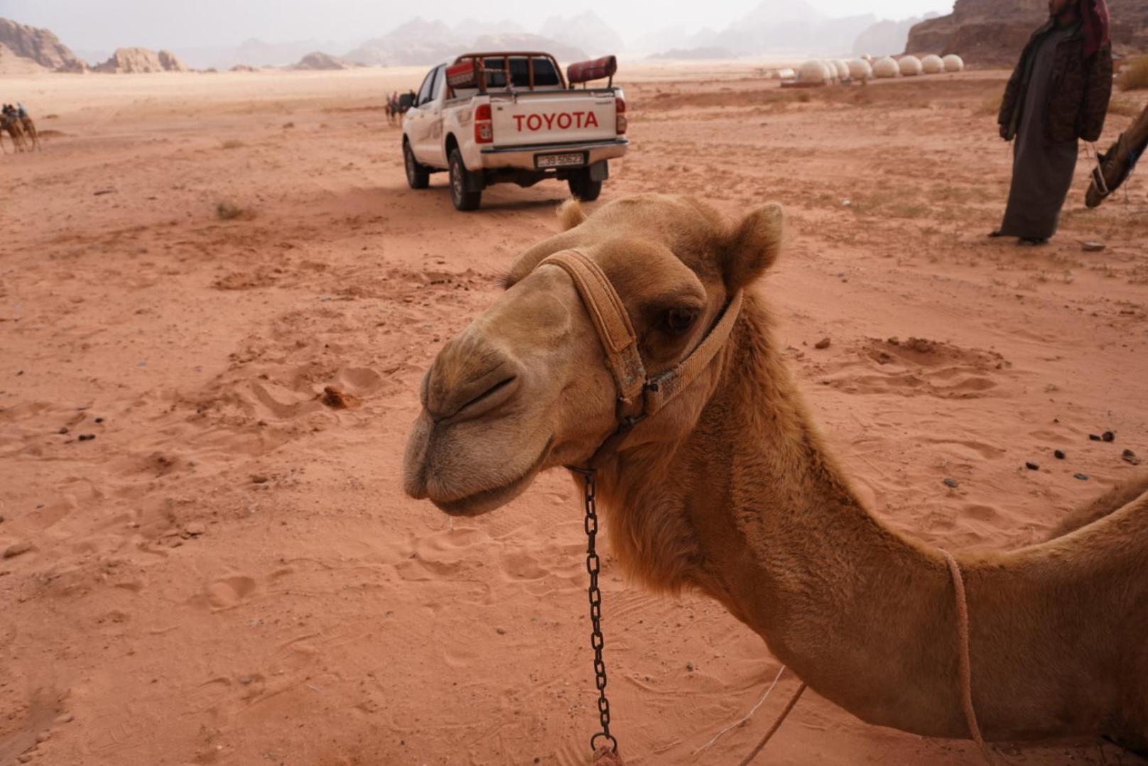 Shaheen Camp Wadi Rum Exterior foto